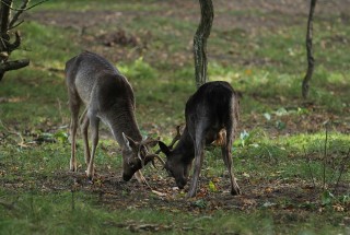 aw-duinen-15